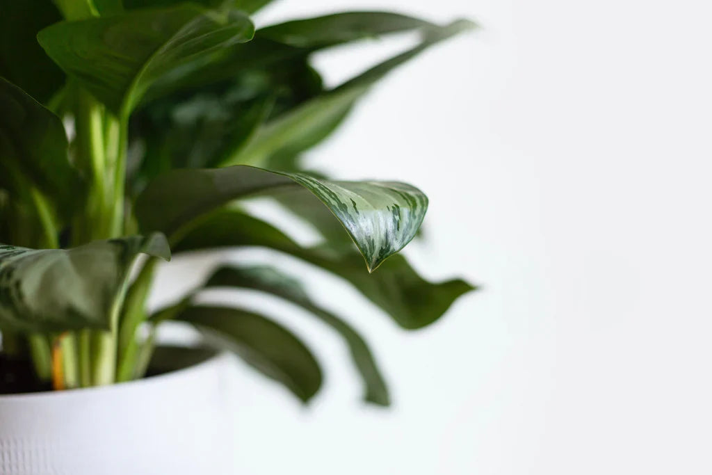 How to Get Excited About Becoming A Plant Parent