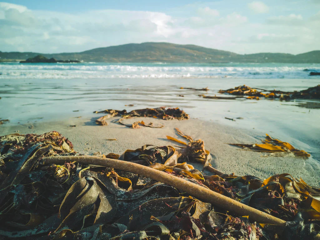 Why You Should Give Seaweed a Chance